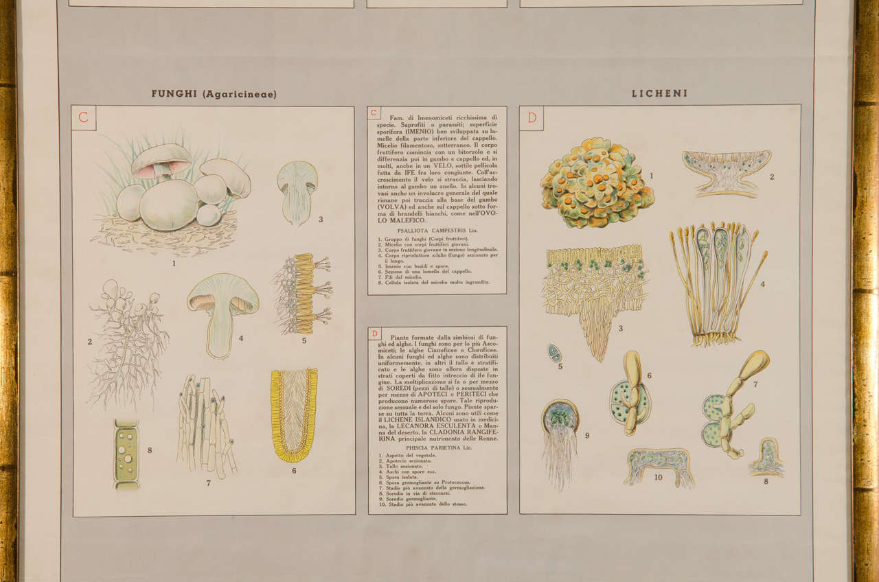 Other Early 20th Century Italian Botanical Print For Sale
