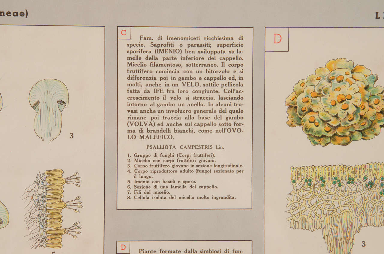Paper Early 20th Century Italian Botanical Print For Sale