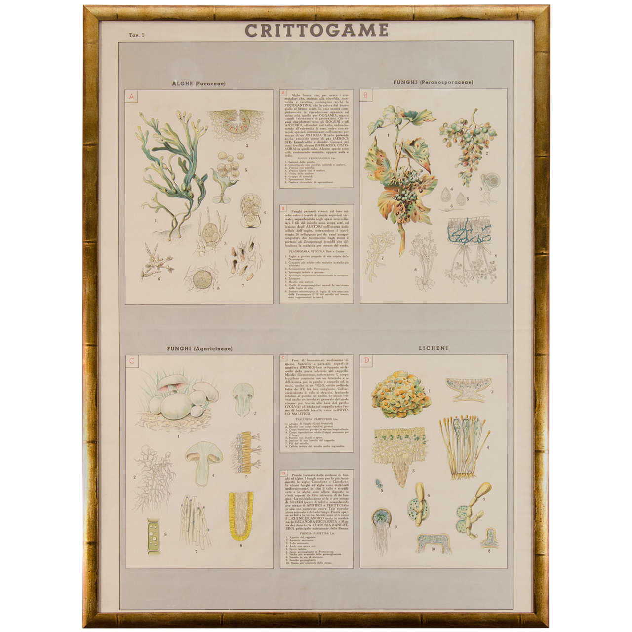 Early 20th Century Italian Botanical Print For Sale