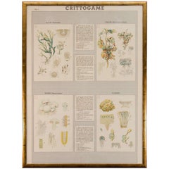 Vintage Early 20th Century Italian Botanical Print