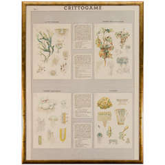 Early 20th Century Italian Botanical Print 3