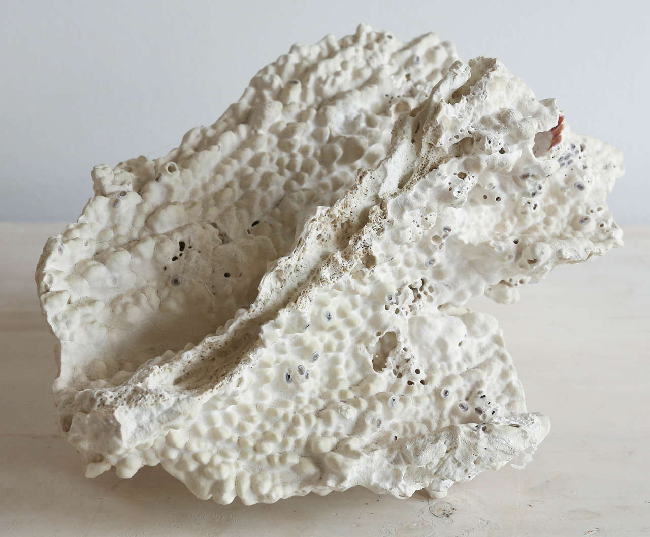Large Blade Fire Coral Specimen