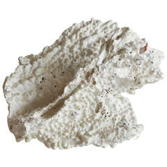 Large Blade Fire Coral Specimen