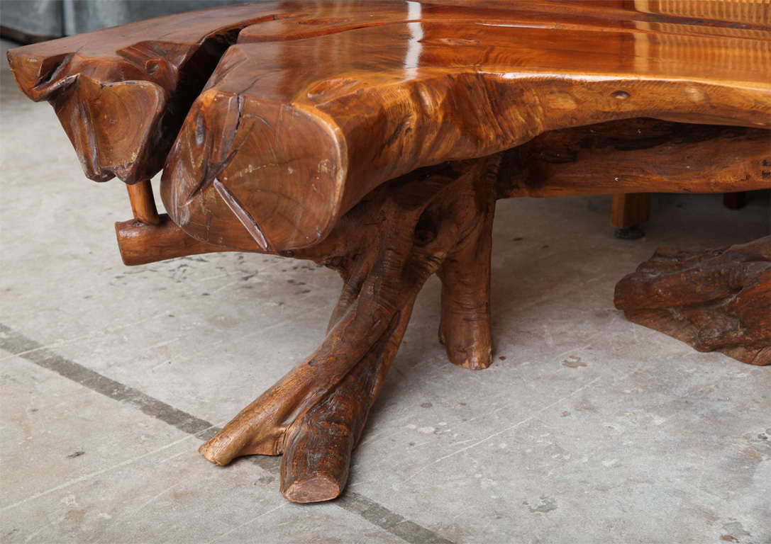 20th Century Huge Divi Divi Root Table/Bench
