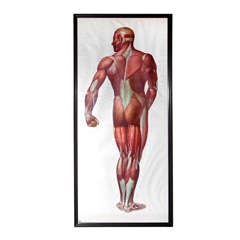 Larger than Life Muscle Man Anatomical Chart 1930's