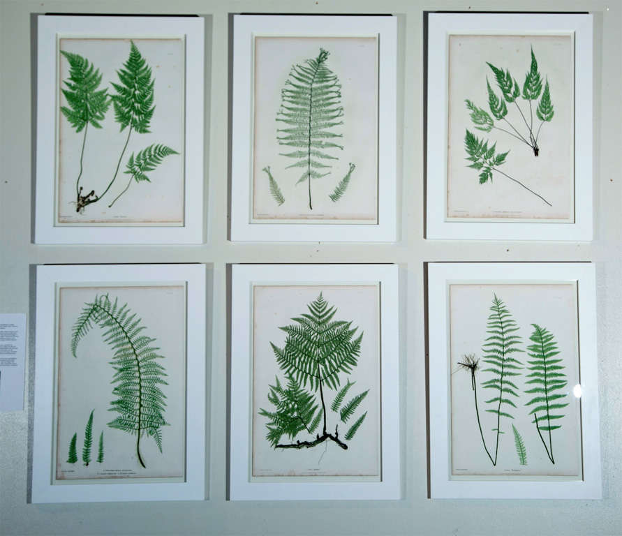 A set of six nature prints of ferns by Henry Bradbury in fine gilt-wood frames.