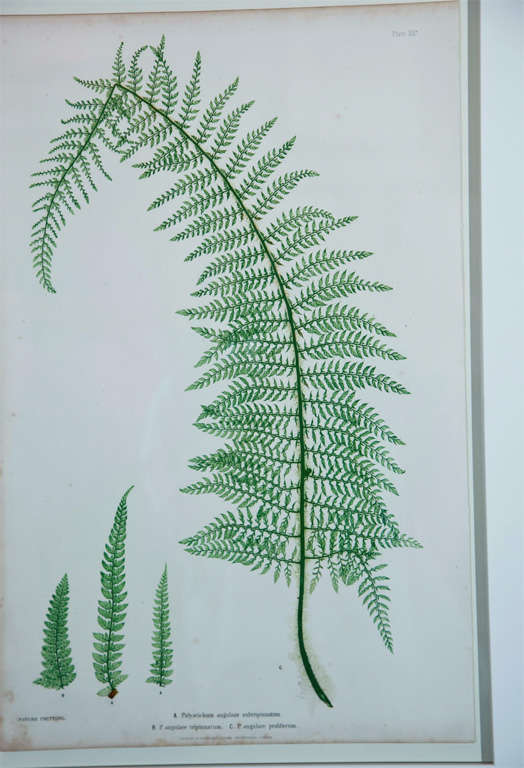 19th Century Set of Six Prints of Ferns by Henry Bradbury
