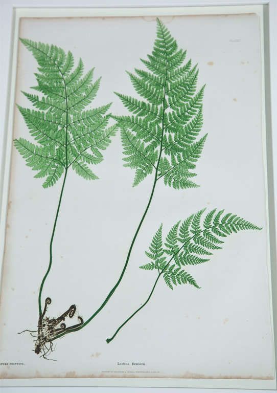 Set of Six Prints of Ferns by Henry Bradbury 1
