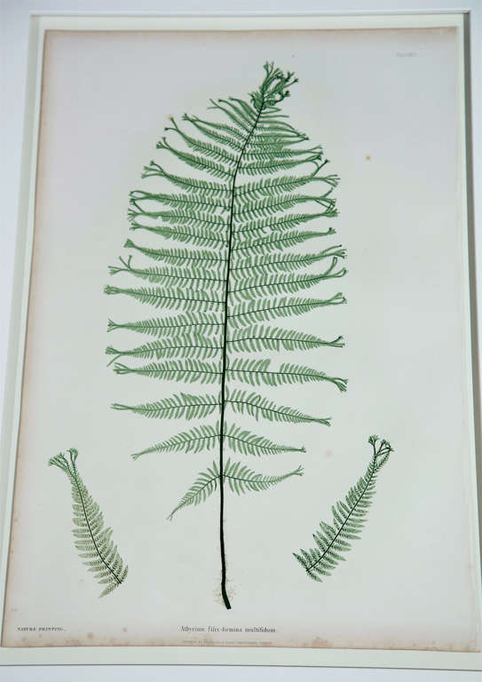 Set of Six Prints of Ferns by Henry Bradbury 2