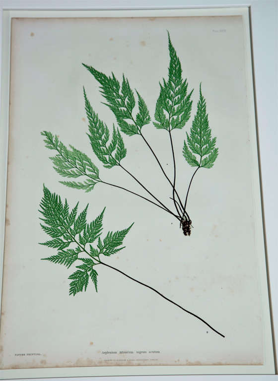 Set of Six Prints of Ferns by Henry Bradbury 3