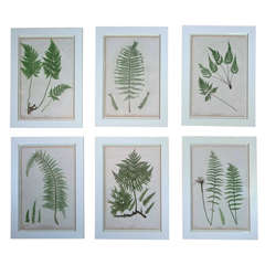 Set of Six Prints of Ferns by Henry Bradbury