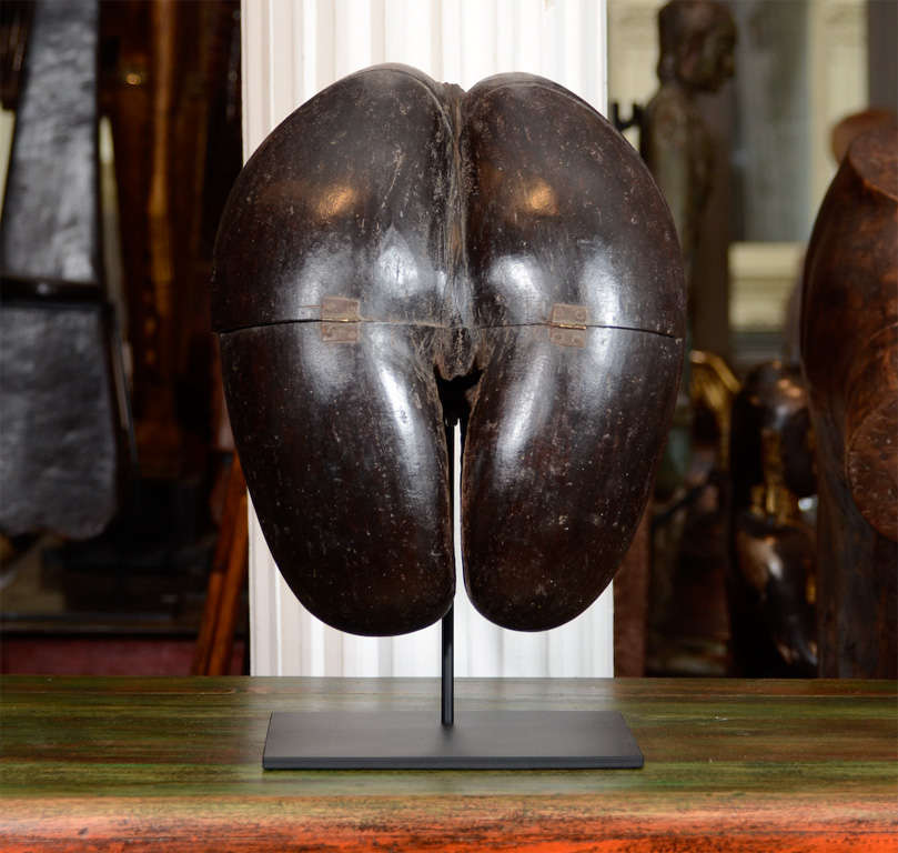 Hinged Coco De Mer Beggar Bowl, mounted on iron base. These large seed pods originate from Seychelles Islands in the Indian Ocean and float all the way to India, where this piece was sourced. The seeds are used as beggar bowls by travelling holy men
