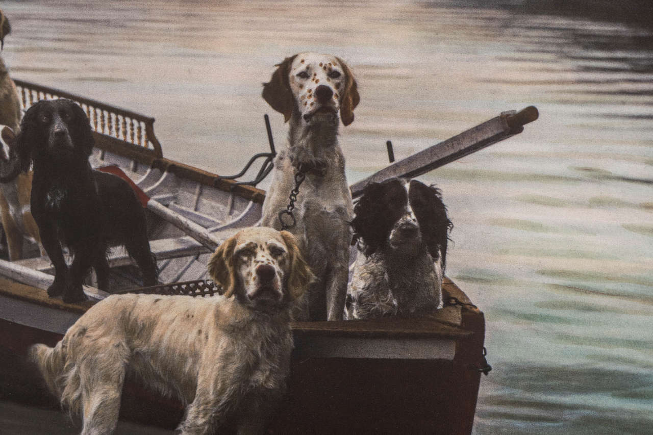 20th Century Dogs in a Boat Hand-Colored Photograph