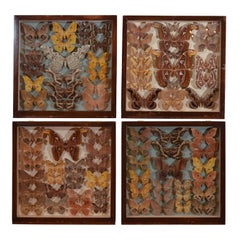 A Collection of Four Antique Shadowboxes of Moths.