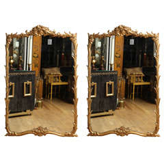 A Pair of French Louis XV Style Carved and Gilt Wood Mirrors