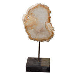 Petrified Wood on Stand