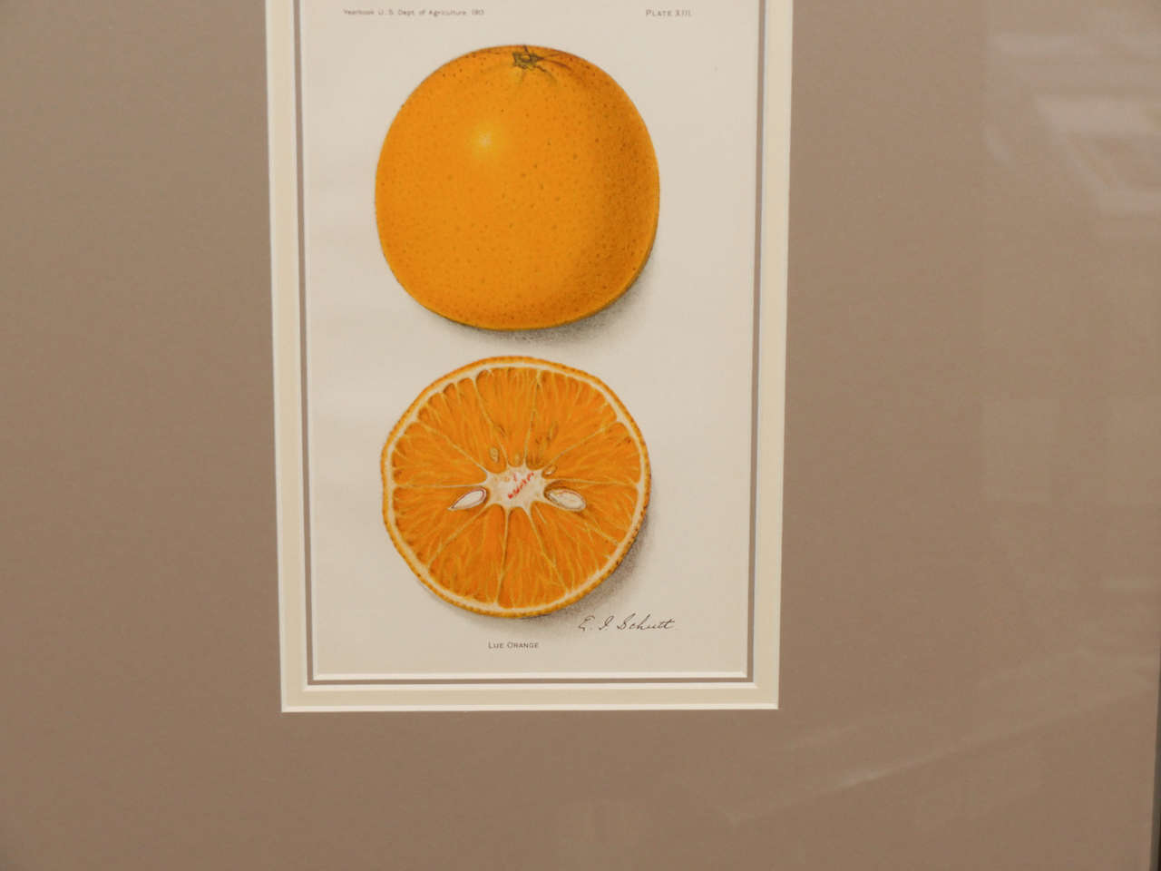 Late 19th Century Architectural Digest Fruit Print