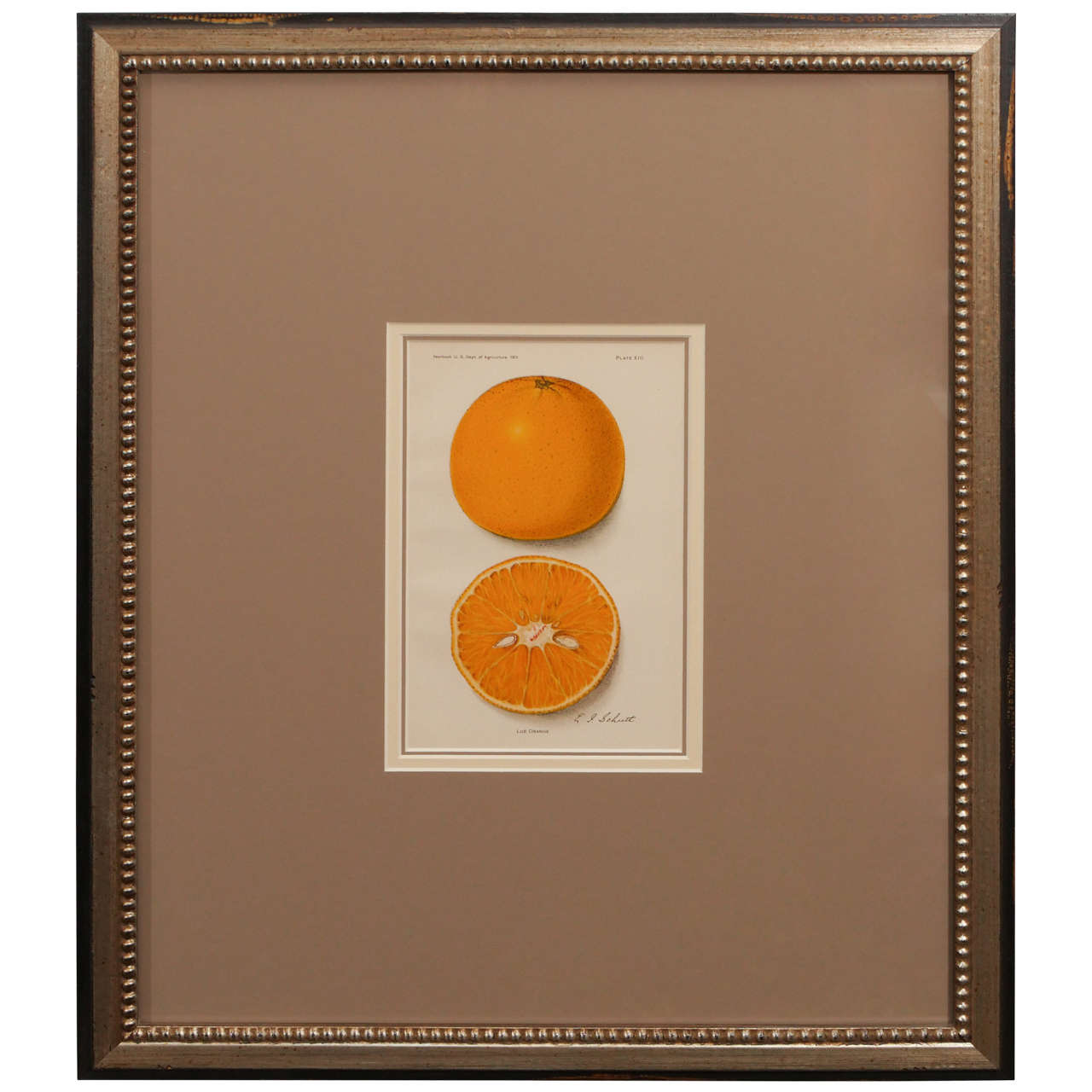 Architectural Digest Fruit Print