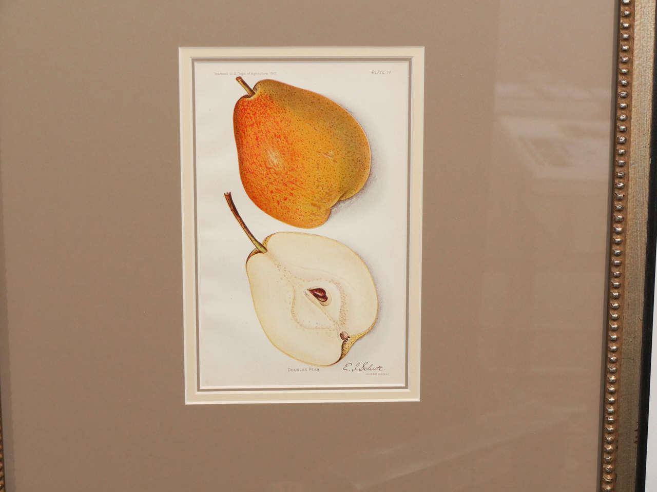 Late 19th Century Architectural Digest Fruit Print