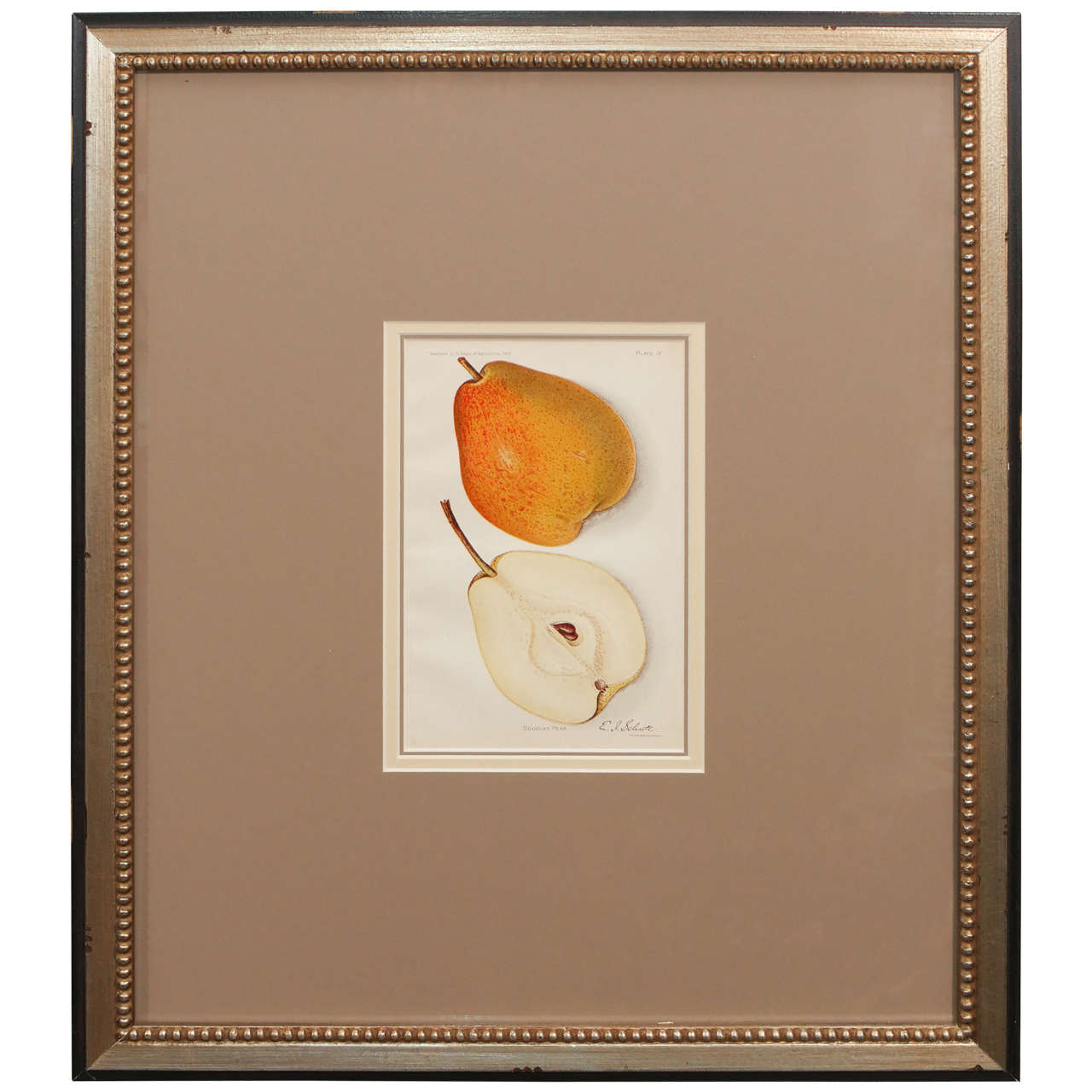 Architectural Digest Fruit Print