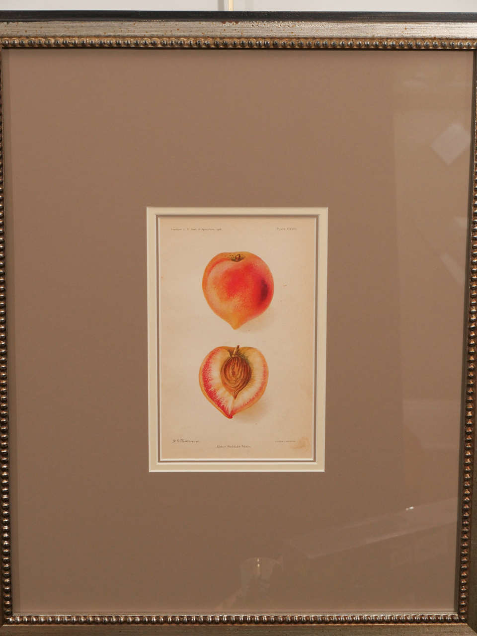 A set of early 20th century prints of various fruits from the US Department of agriculture yearbook. Beautifully matted and framed, these would add great color to a neutral kitchen. Priced separately.