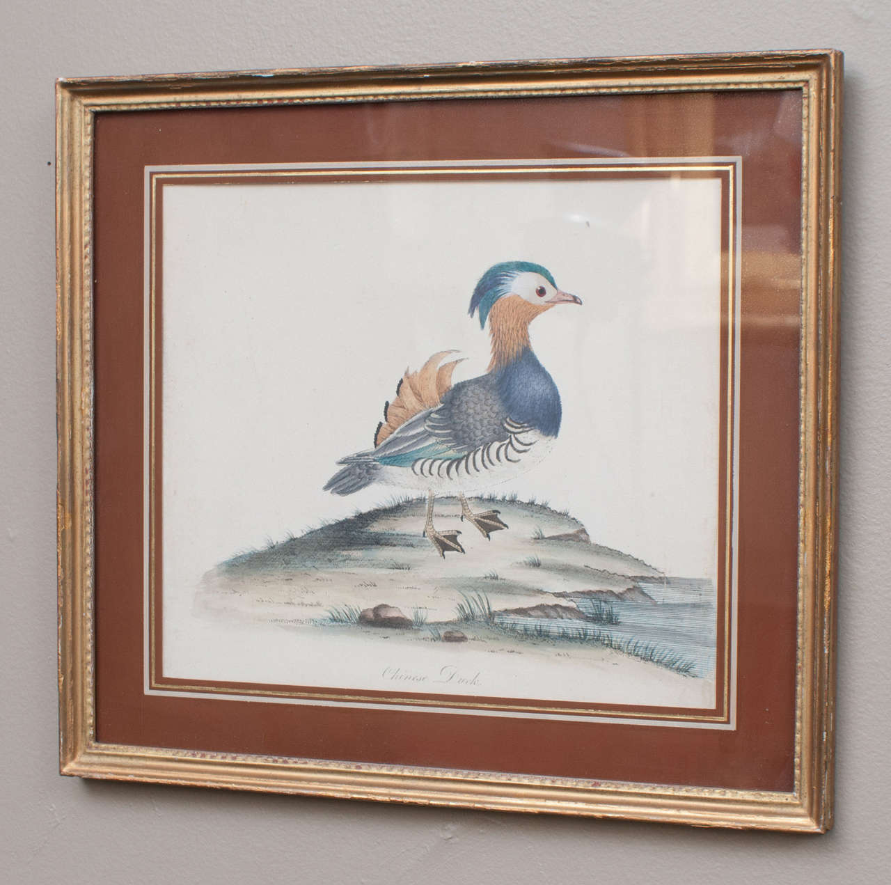 Set of Three Hand-Colored Engravings of Birds by William Hayes