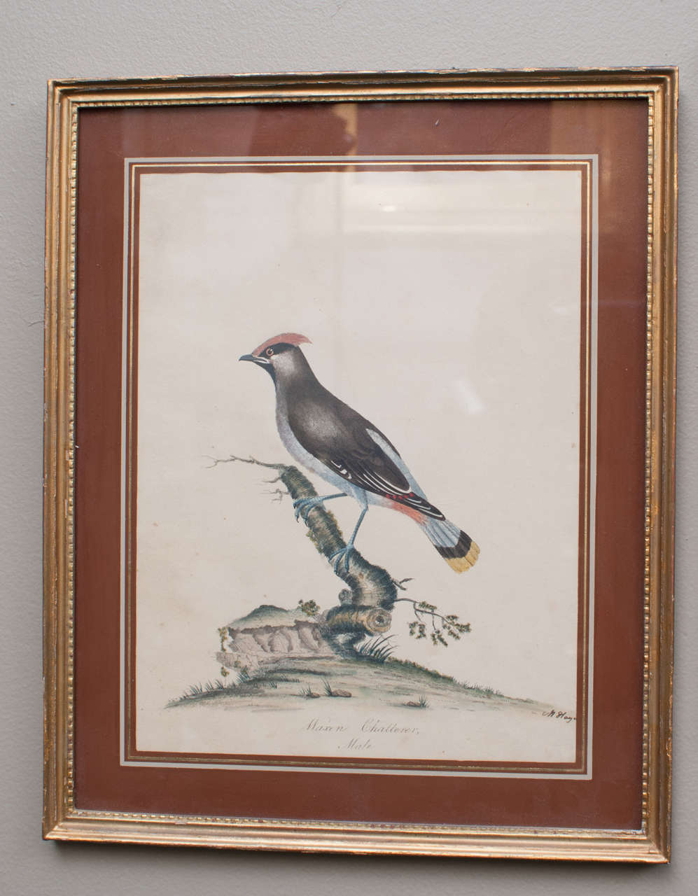 Set of Three Hand-Colored Engravings of Birds by William Hayes In Excellent Condition In Alexandria, VA