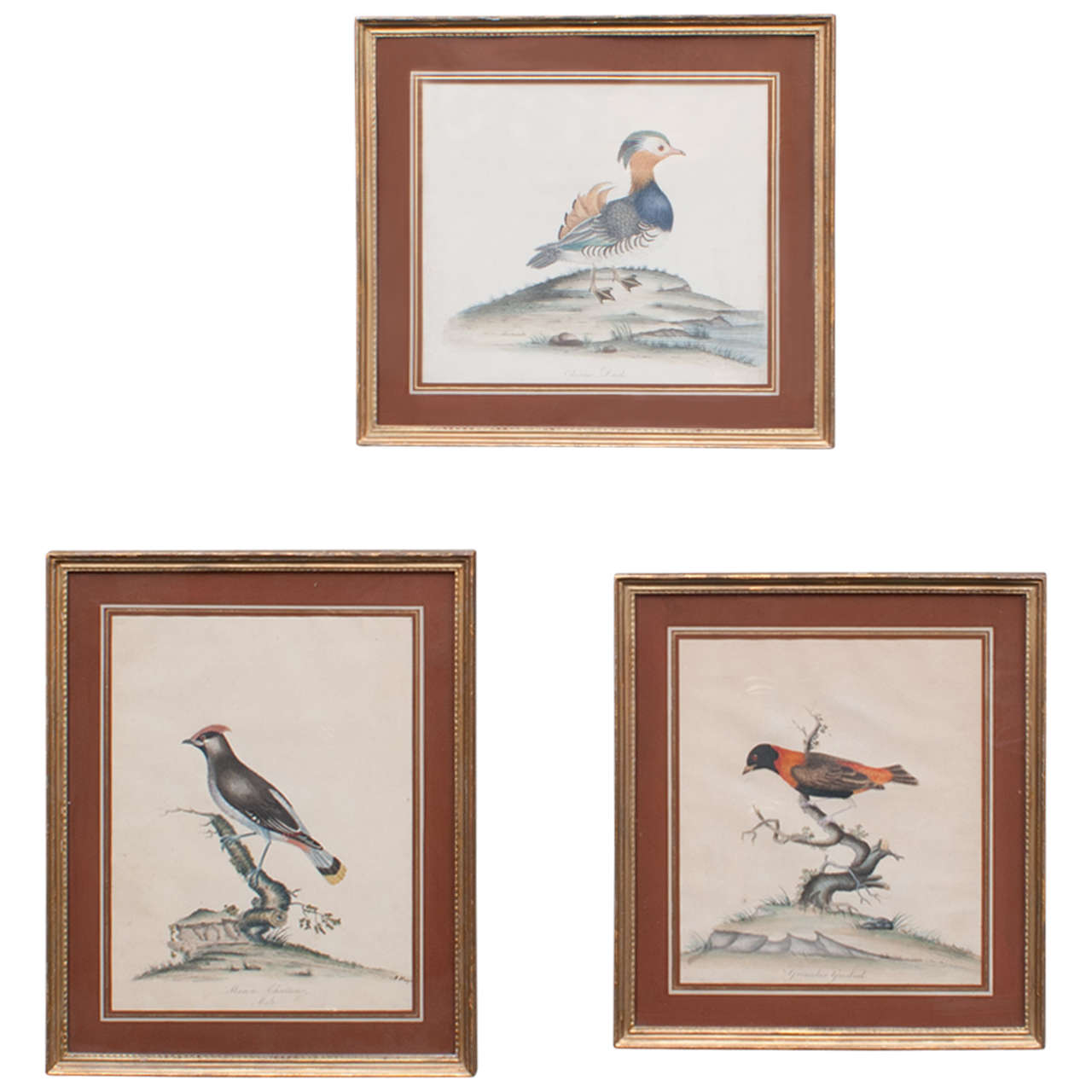 Set of Three Hand-Colored Engravings of Birds by William Hayes