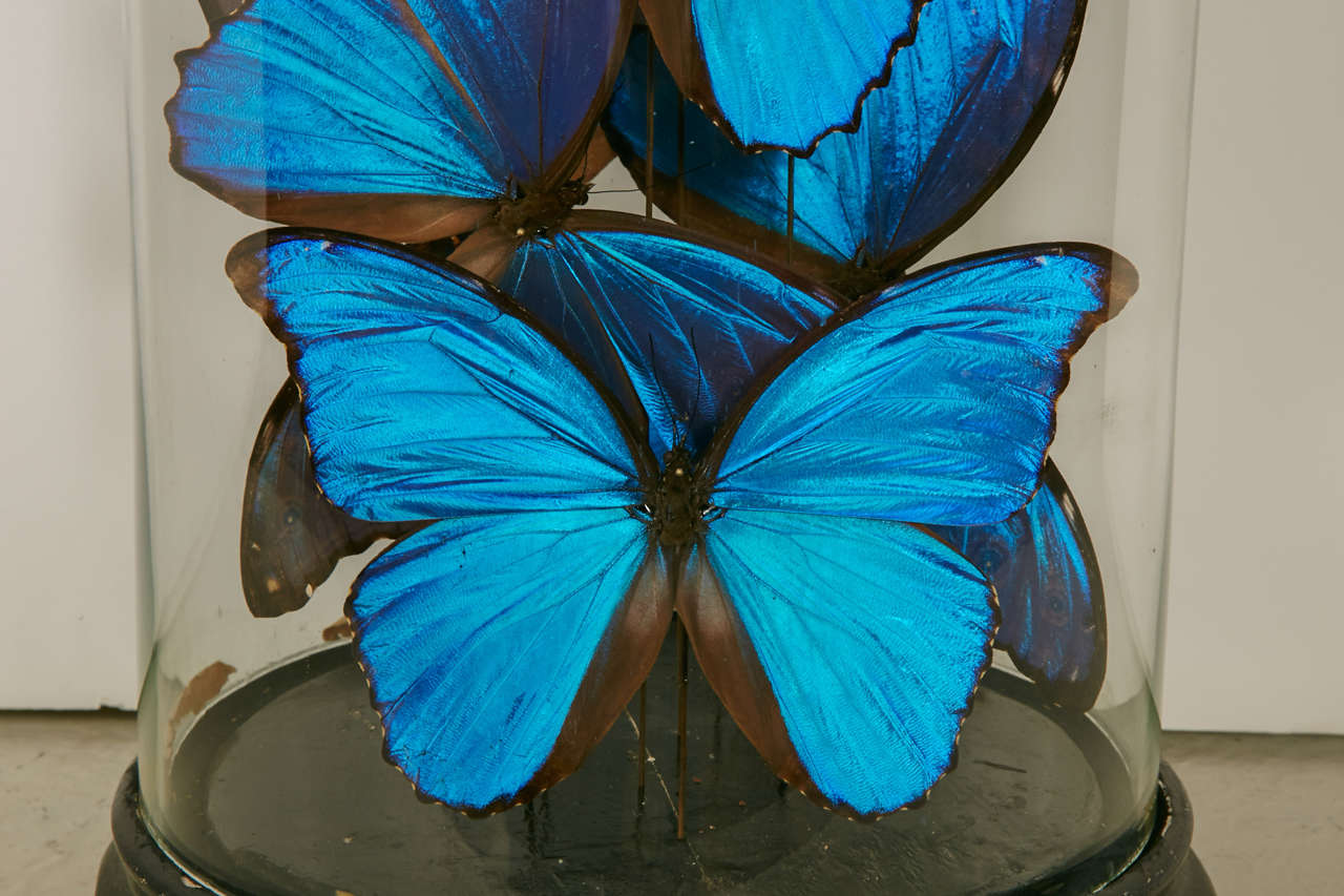 French Collection of Morpho Butterflies under 19th Century Glass Dome