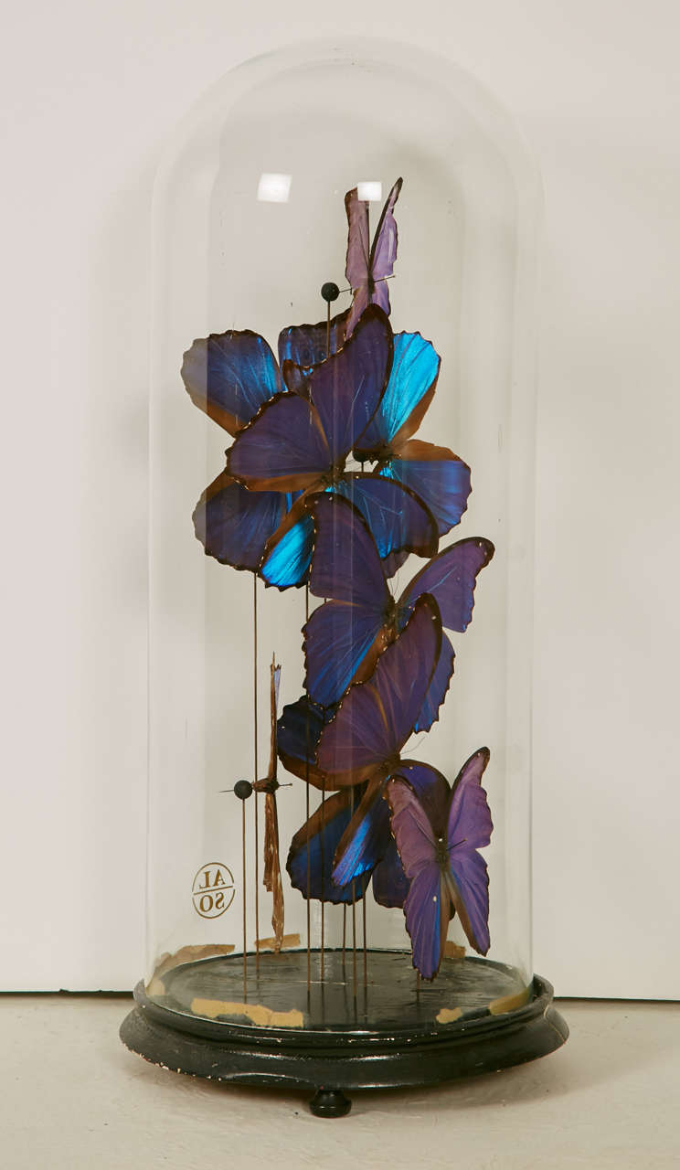 19th century glass dome over wooden base with a collection of large Morpho blue butterflies originally from South America.

The butterflies are mounted on iron long pins. 
All these specimens are collector's items issued from breeding farms.