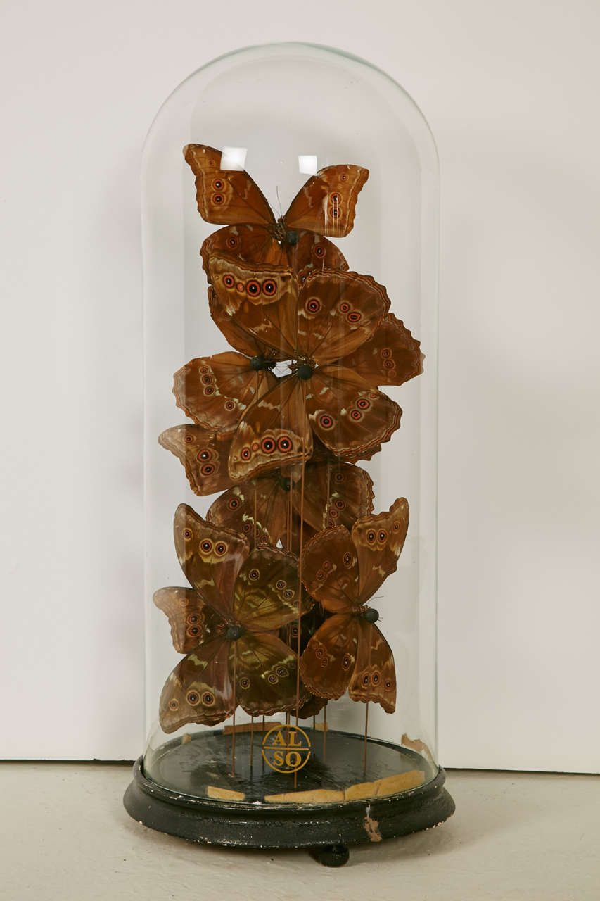 Collection of Morpho Butterflies under 19th Century Glass Dome In Excellent Condition In Paris, FR
