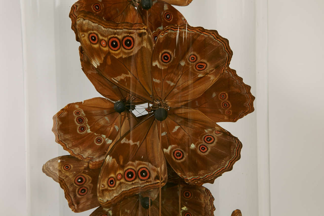 20th Century Collection of Morpho Butterflies under 19th Century Glass Dome