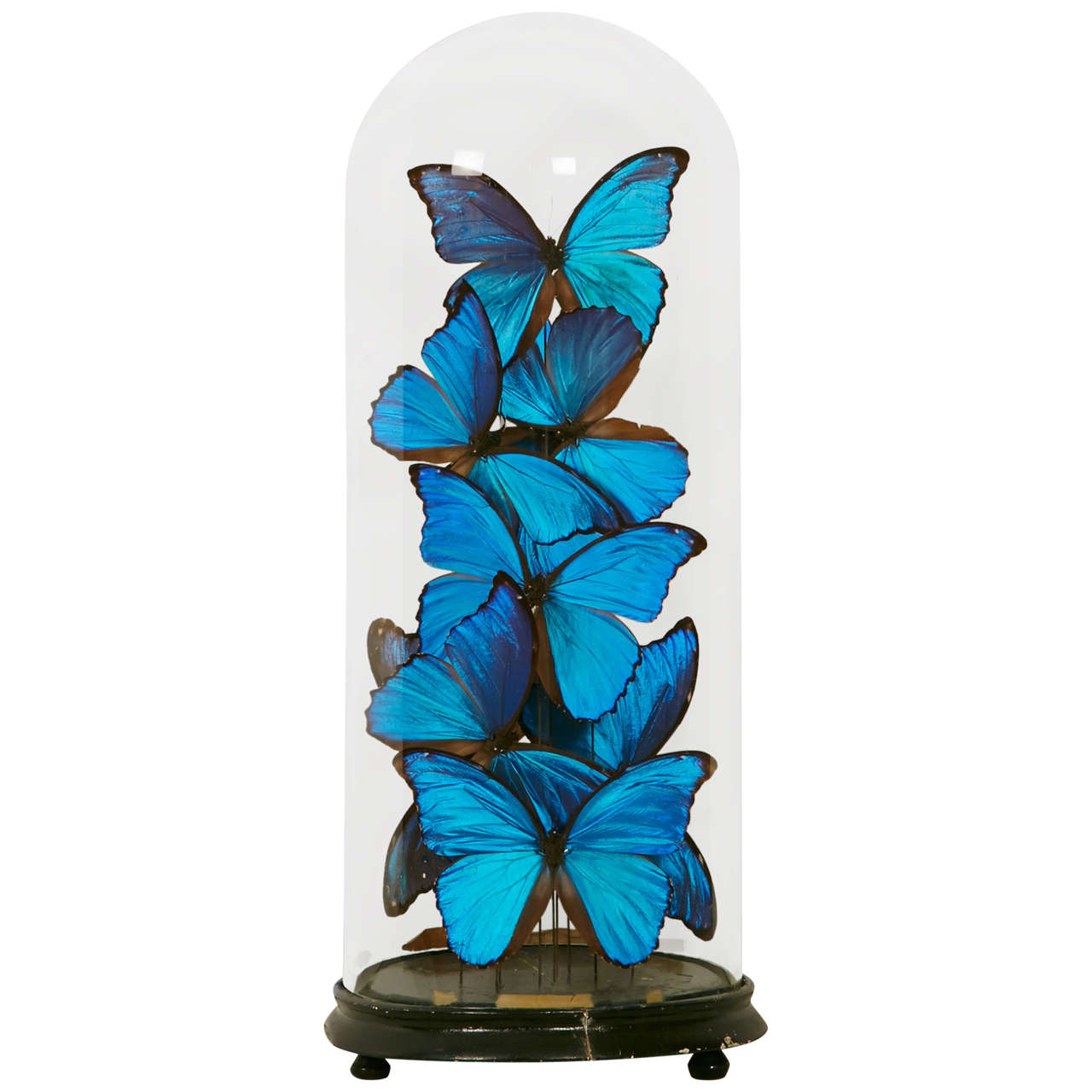 Collection of Morpho Butterflies under 19th Century Glass Dome