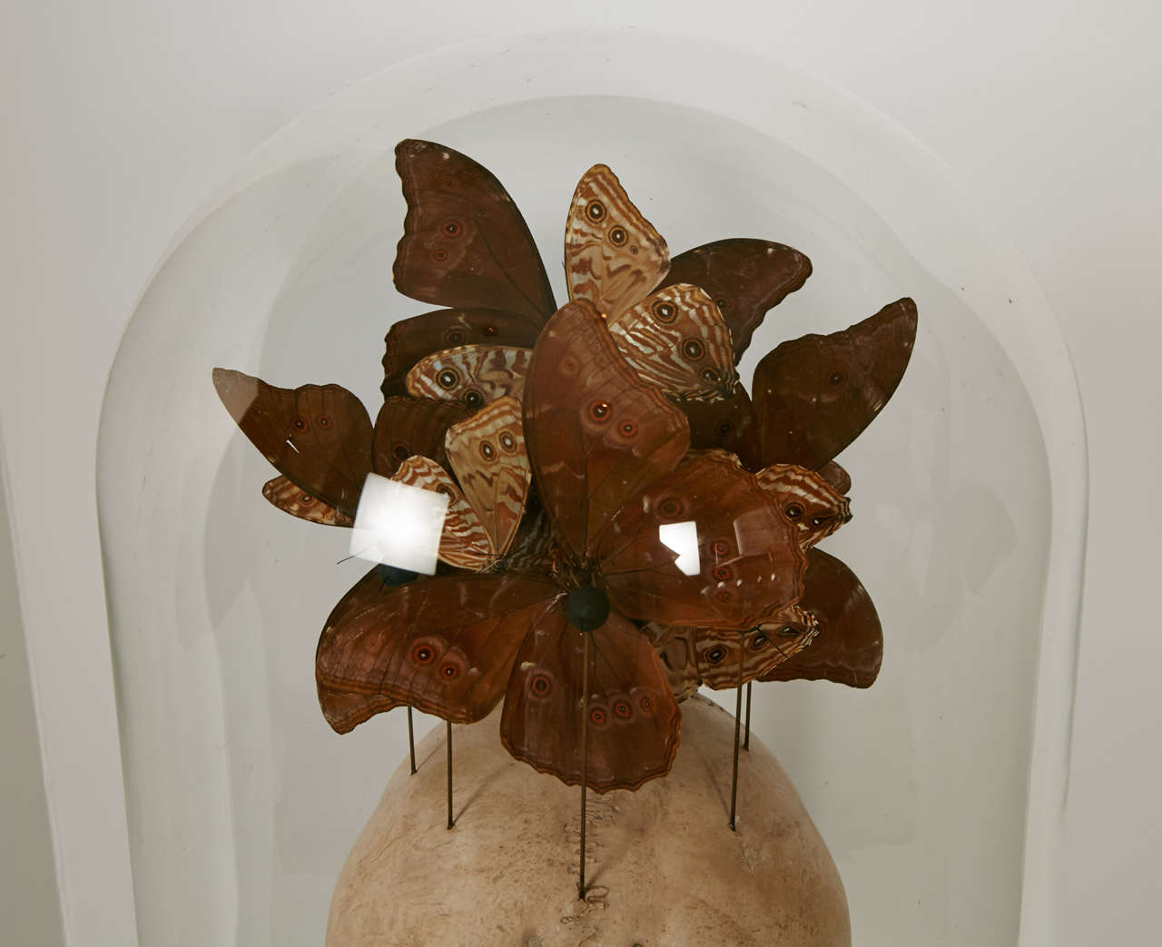 Wood 19th Century Glass Dome with Butterflies & Vanity head in plaster