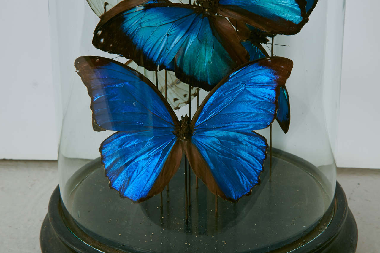 Collection of Mixed Morpho Butterflies under a Glass Dome In Good Condition In Paris, FR