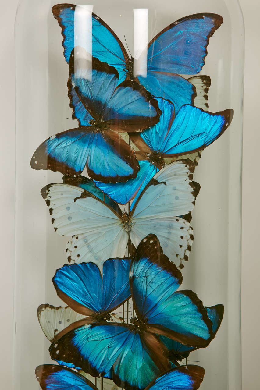 French Collection of Mixed Morpho Butterflies under a Glass Dome