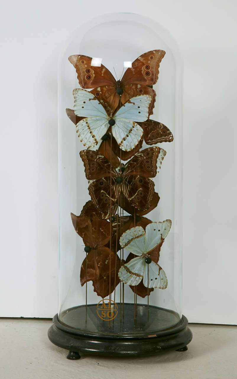20th Century Collection of Mixed Morpho Butterflies under a Glass Dome