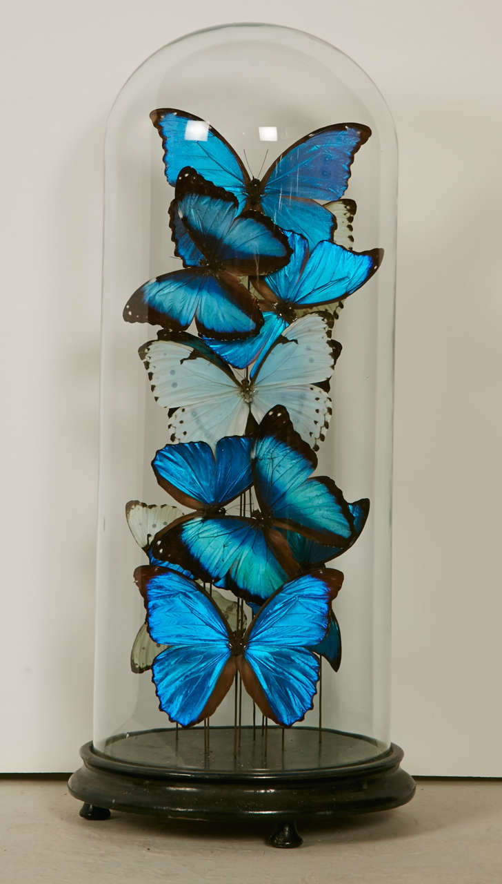 Collection of Mixed Morpho Butterflies under a Glass Dome 2