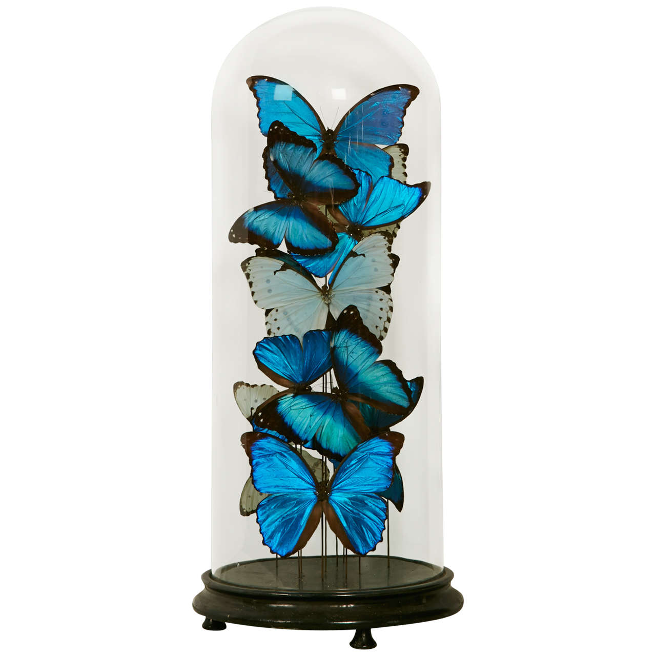 Collection of Mixed Morpho Butterflies under a Glass Dome
