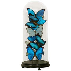 Antique Collection of Mixed Morpho Butterflies under a Glass Dome