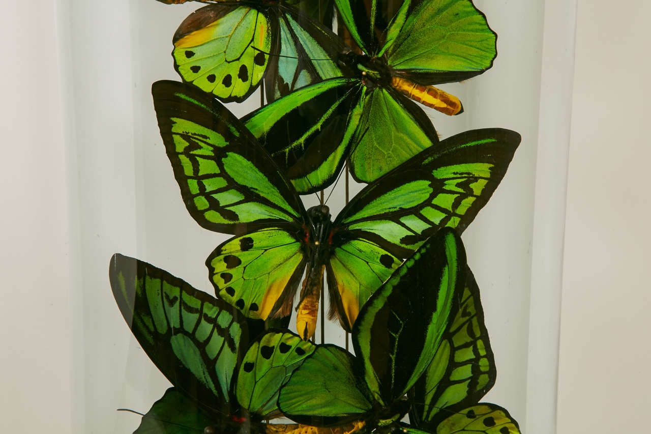 Collection of Ornithoptera Priamus Butterflies under XIXth century Glass Dome In Good Condition In Paris, FR