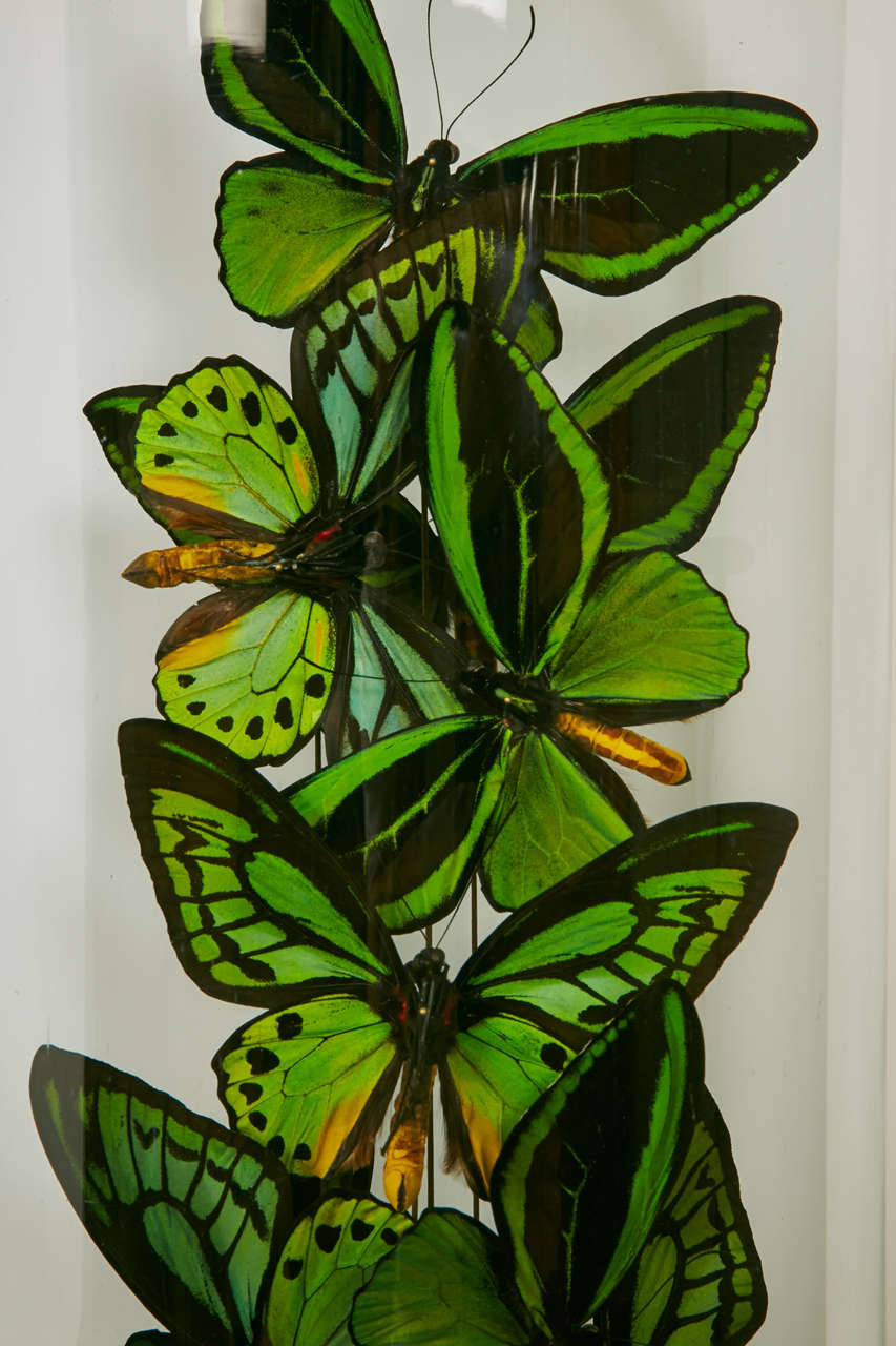 French Collection of Ornithoptera Priamus Butterflies under XIXth century Glass Dome