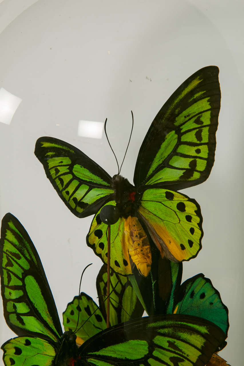 Collection of Ornithoptera Priamus Butterflies under XIXth century Glass Dome 1