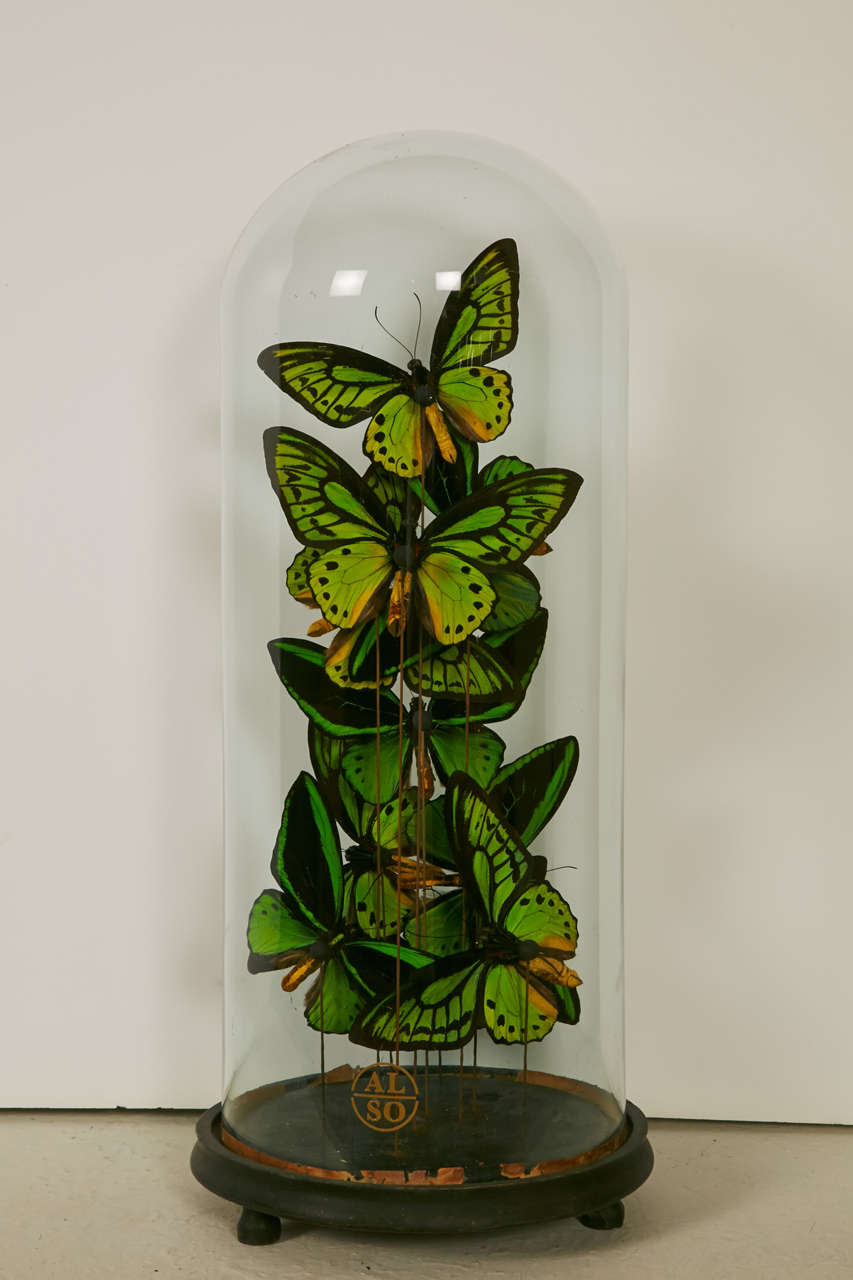 Collection of Ornithoptera Priamus Butterflies under XIXth century Glass Dome 2