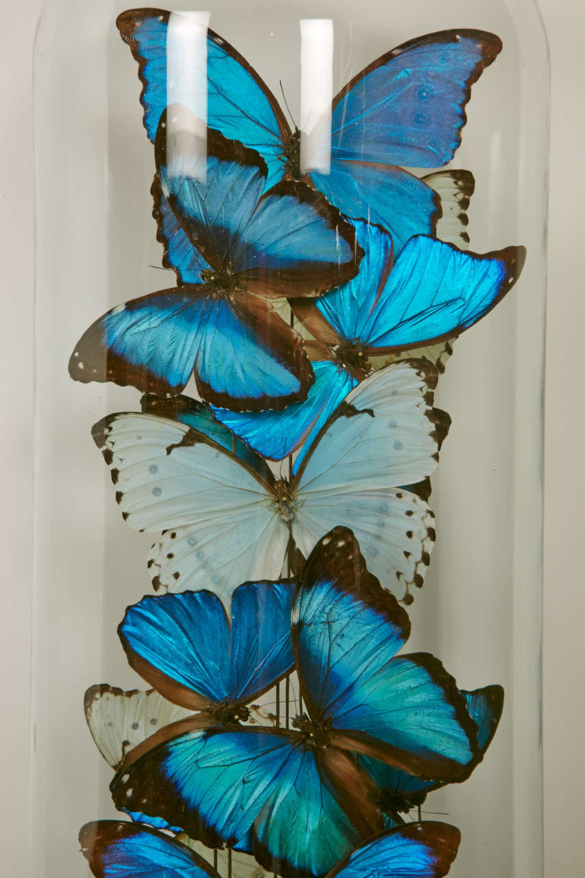Collection of Mixed Morpho Butterflies under a Glass Dome at 1stdibs