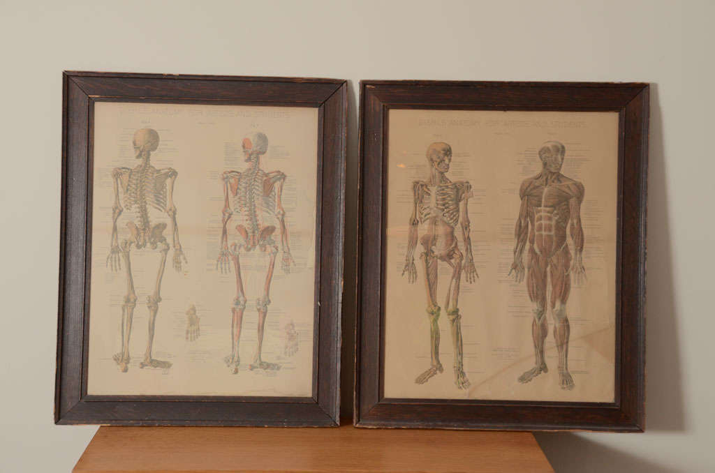 Pair of vintage anatomical prints titled 