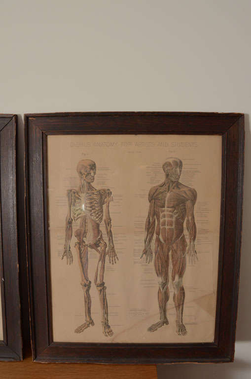 American Pair of Framed Anatomical Charts