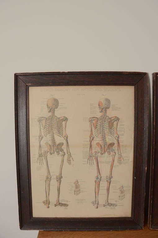Pair of Framed Anatomical Charts In Fair Condition In New York City, NY