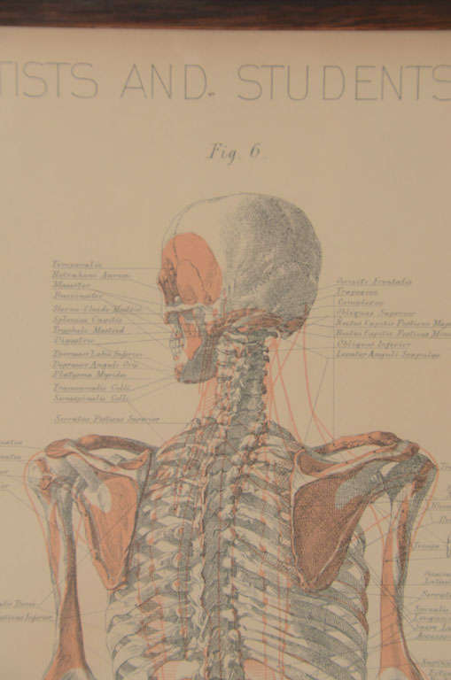Pair of Framed Anatomical Charts 2