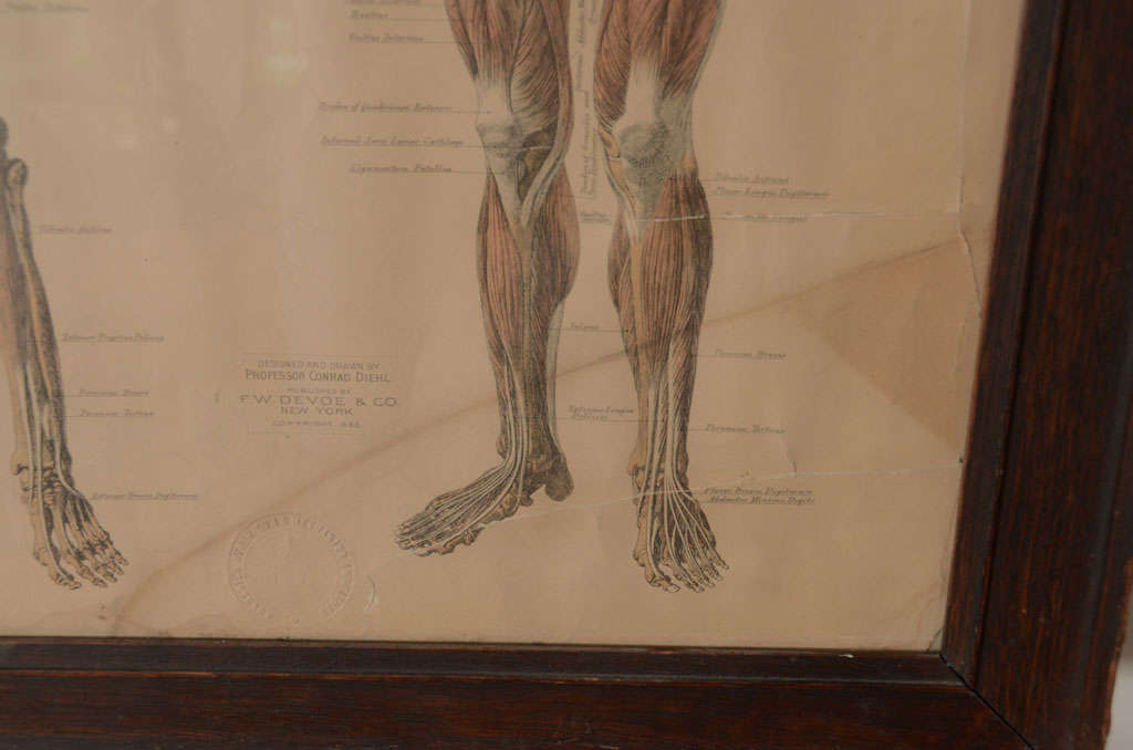 Pair of Framed Anatomical Charts 3